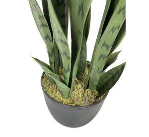 Planta Sansevieria Verde 60cm