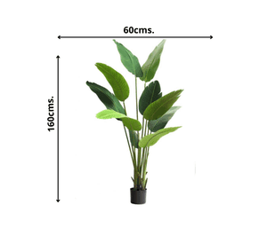 Planta Decorativa Palmera Sterlitzia 160Cm (Flor De Pajaro)