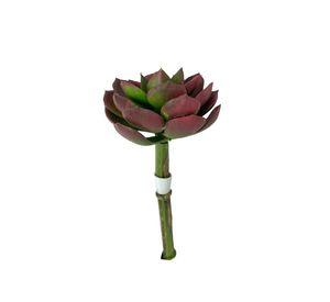 Suculenta Roja-Verde 12cm