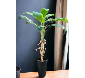 Planta Decorativa Arbol De Banano 175Cm