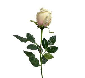 Rosa Crema 85cm
