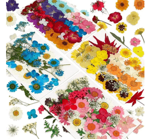 Flores prensadas secas naturales variados