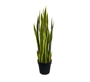 Planta Sansevieria Verde - Amarilla 90cm