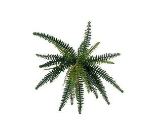 Planta Decorativa Helecho Boston 50Cm