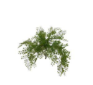 Planta Decorativa Helecho Adriantum 36 Cm