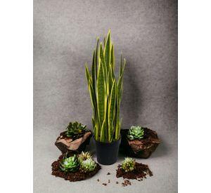 Sanseviera Amarilla de 90cm Artificial | Estilo Natural para Interiores y Vitrinas