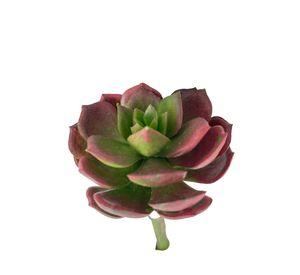 Cactus Decorativo Corel Suculenta Verde - Burdeo 12cm