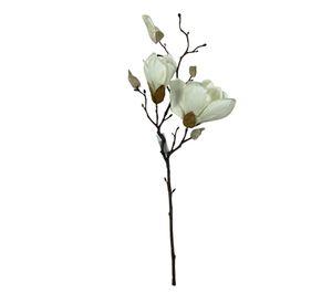 Magnolia Blanca 50cm