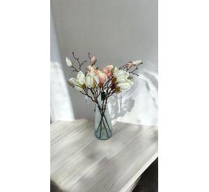 Magnolia Blanca 50cm