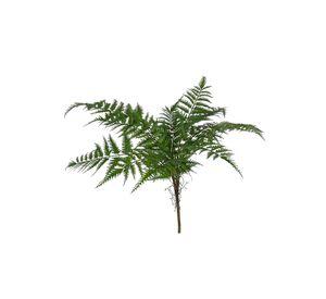 Helecho Pluma 75cm