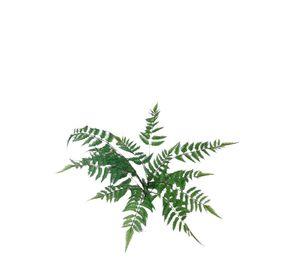 Helecho Pluma 75cm
