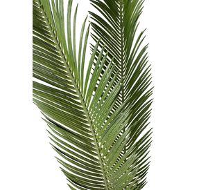 Planta Decorativa Palmera Cyca 110Cm