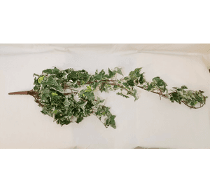 Hiedra Colgante Inglesa 100Cm