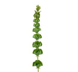 Rama Campana Irlandesa 89cm