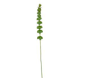 Rama Campana Irlandesa 89cm