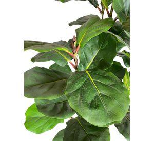 Planta Decorativa Ficus Lyrata 50cm