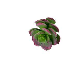 Suculenta Verde 12cm