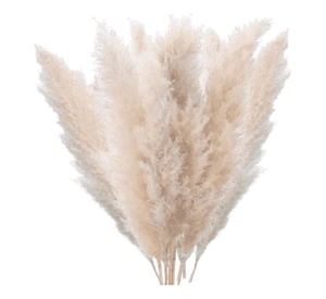 Ramo pampas secas 10 uds cola de zorro deco