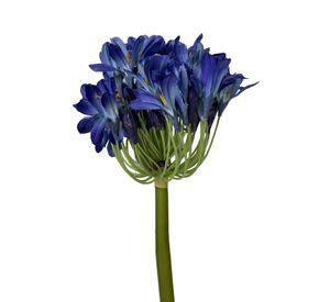 Agapanto Azul 89cm