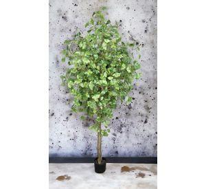 Planta Decorativa Arbol De Ginko 180Cm