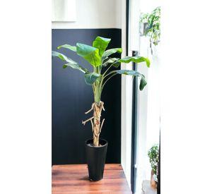 Árbol Banano 175cm