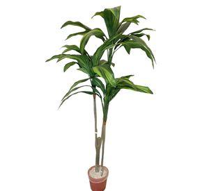 PLANTA DECORATIVA COREL ARBOL DRACENA 120CM