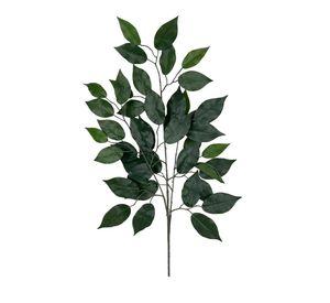 Rama Ficus 50cm