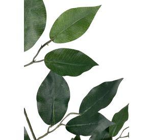 Rama Ficus 50cm