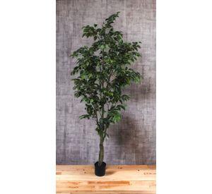 PLANTA DECORATIVA COREL ARBOL DE FICUS 210CM