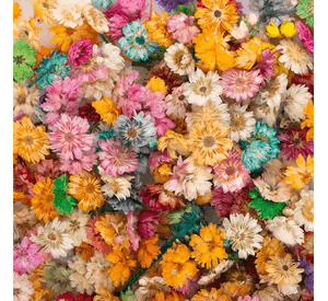 Flores secas para manualidades o decoración
