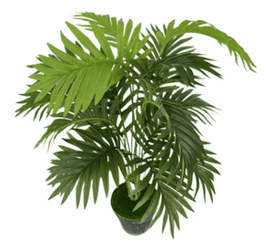 Planta artificial árbol decoración