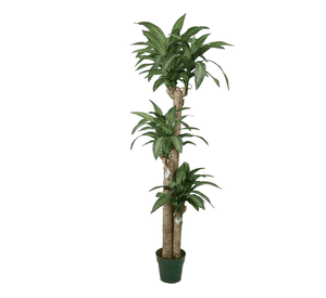 Árbol Artificial de Dracena 166cm Artificial | Estilo Natural para Interiores y Vitrinas