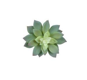 Suculenta Echeverria Gris 14cm