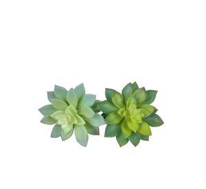 Suculenta Echeverria Gris 14cm