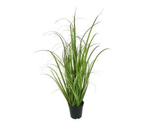 Pasto Crespo 91cm