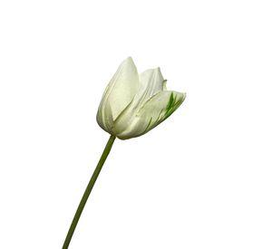 Flor Decorativa Tulipán Blanco 50cm