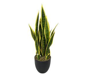 PLANTA DECORATIVA COREL SANSEVIERA VERDE - AMARILLA 60CM