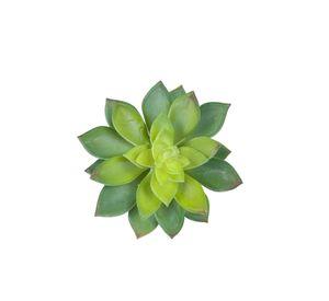 Cactus Decorativo Corel Echeverria Verde 14cm (Sin Macetero)