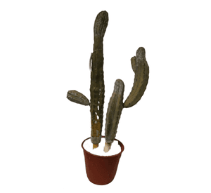 Cactus Decorativo Doble 87Cm