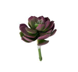Suculenta Burdeo-Verde 12cm
