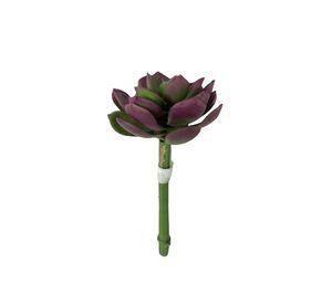Suculenta Burdeo-Verde 12cm