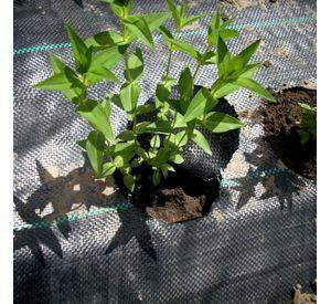 Tela Ground Cover o Antimaleza de 1.2 x 400 m Color Negro