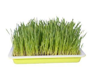 Bandejas de germinación