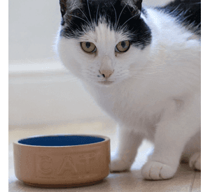 Bowl Gato Beige Azul 13cms