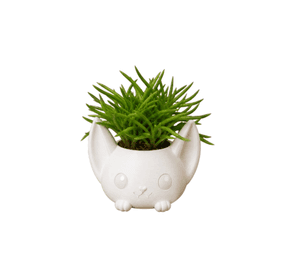 Macetero Decorativo Hogar- Forma Murciélago 7 cm Blanco
