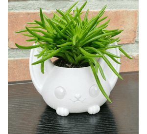 Macetero Decorativo Hogar- Forma Murciélago 7 cm Blanco