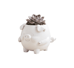 Macetero Decorativo Hogar- Forma Cerdito 13 cm Blanco