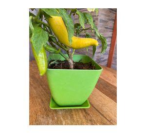 Macetero con plato Biodegradable Bamboo cuadrado verde 12.4x13.3x13.3 cm