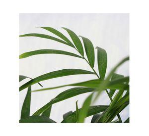Planta natural Chamaedorea M17