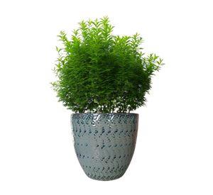 Maceta Woolly 23cm Verde Costa Deroma